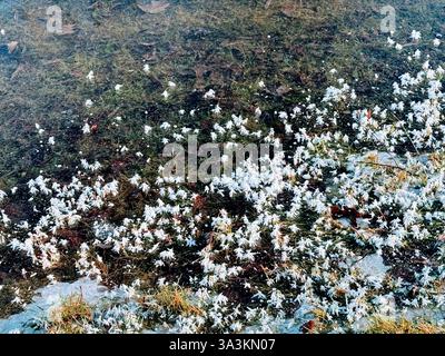 Cristaux de glace formés sur des brins d'herbe en terrain inondé Banque D'Images
