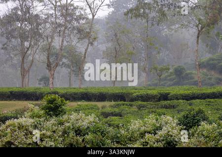Belle matinée au-dessus du jardin de thé. Cette photo a été prise de Chittagong, Bangladesh. Banque D'Images