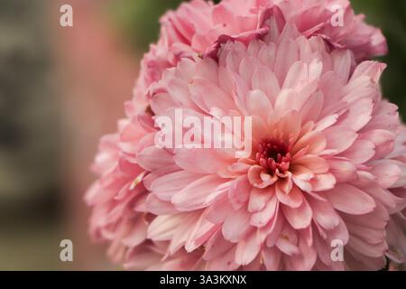 Fond floral de fleur de chrysanthème rose Banque D'Images