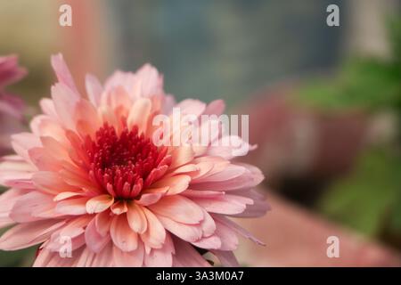 Fleur de chrysanthème rose en fleurs dans le jardin Banque D'Images