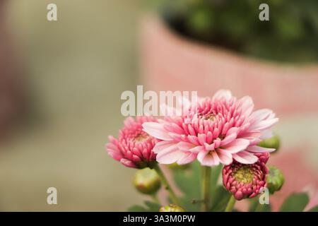 Belle fleur de chrysanthème rose avec fond vert Banque D'Images