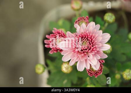 Belle fleur de chrysanthème rose fleurissant dans le jardin avec feuille verte sur fond Banque D'Images
