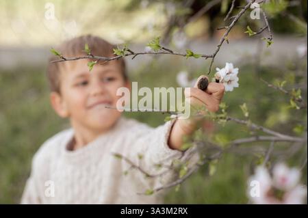 Un garçon est assis sous un amandier en fleurs, cueillant des amandes fraîches et les tenant dans ses mains. Banque D'Images
