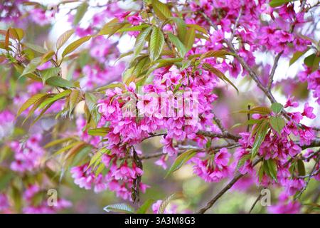 Wild Cherry himalayenne, gros plan de la fleur sakura Banque D'Images