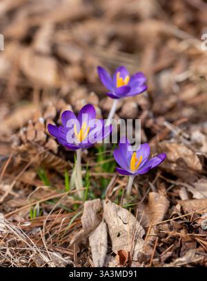 Trio de crocus violets émergeant à travers les aiguilles de pin et la litière de feuilles au début du printemps à Arnold Arboretum, Boston, Massachusetts, États-Unis Banque D'Images