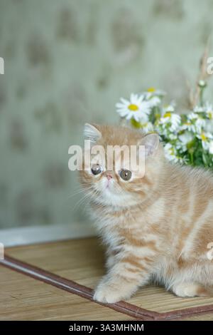Un beau chaton rouge d'une race exotique de shorthair se trouve sur le fond marron de la maison contre le fond d'un bouquet de pâquerettes. Flou Banque D'Images