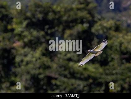 Solomons Cockatoo (Cacatua ducorpsii) près de Honiara, Guadalcanal, Îles Salomon. Aussi connu sous le nom de Cockatoo de Ducorps ou corella à large crête. Banque D'Images