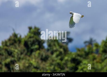Solomons Cockatoo (Cacatua ducorpsii) près de Honiara, Guadalcanal, Îles Salomon. Aussi connu sous le nom de Cockatoo de Ducorps ou corella à large crête. Banque D'Images