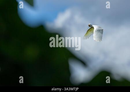 Solomons Cockatoo (Cacatua ducorpsii) près de Honiara, Guadalcanal, Îles Salomon. Aussi connu sous le nom de Cockatoo de Ducorps ou corella à large crête. Banque D'Images