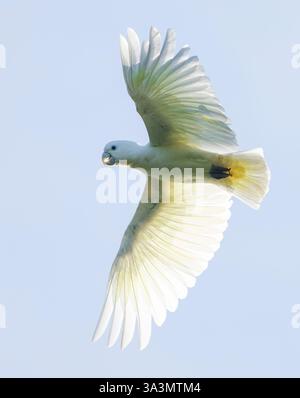 Solomons Cockatoo (Cacatua ducorpsii) près de Honiara, Guadalcanal, Îles Salomon. Aussi connu sous le nom de Cockatoo de Ducorps ou corella à large crête. Banque D'Images