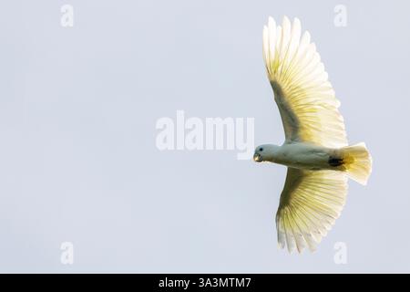 Solomons Cockatoo (Cacatua ducorpsii) près de Honiara, Guadalcanal, Îles Salomon. Aussi connu sous le nom de Cockatoo de Ducorps ou corella à large crête. Banque D'Images