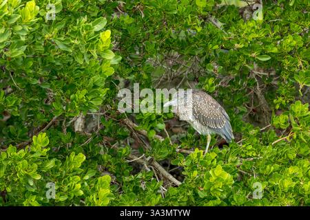 Héron de nuit jaune (Nyctanassa violacea) immature aux Bermudes. Banque D'Images