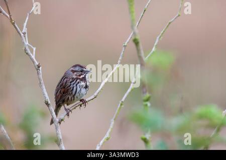 Song Sparrow, Melospiza melodia, perché dans un buisson à l'automne en Californie, USA. Banque D'Images