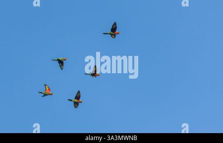 Troupeau de lorikeets de noix de coco (Trichoglossus haematodus massena) en vol au-dessus de l'île Makira, îles Salomon. Aussi connu sous le nom de lorikeet à coiffe verte. Banque D'Images