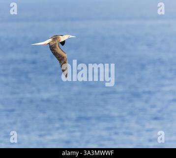 Bottes à pieds rouges (Sula sula rubriques) en mer dans l'océan Pacifique, autour des îles Salomon. Banque D'Images