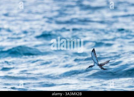 Yelkouan Shearwater (Puffinus yelkouan) au large de la côte est de l'Espagne. Banque D'Images