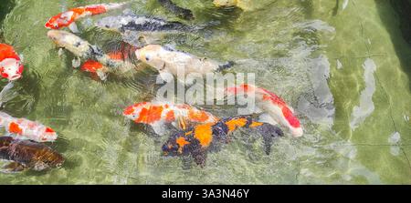 belle collection de poissons koi, leurs couleurs vives créant un contraste saisissant avec les eaux calmes de l'étang Banque D'Images