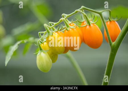 Gros plan de petites tomates ovales mûres et vertes poussant en serre. Les tomates ovales jaunes mûrissent sur un pompon sur la tige d'un plant de tomate. Banque D'Images