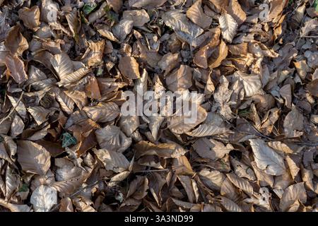 Vue d'en haut des feuilles flétries d'un hêtre Banque D'Images