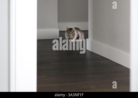 Un chat tabby gris assis sur un plancher de bois sombre dans un couloir Banque D'Images