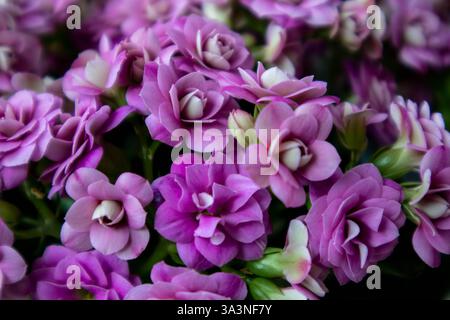 Les fleurs roses éclatantes mettent en valeur des pétales délicats et un feuillage vert luxuriant. Banque D'Images