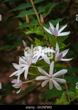 Gros plan sur les fleurs blanches fraîches et les bourgeons roses violets de jasminum multipartitum arbuste aka jasmin sauvage étoilé ou jasmin africain en extérieur Banque D'Images