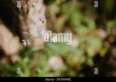 Gros plan de délicates fleurs sauvages violettes à Canmore, Alberta Banque D'Images
