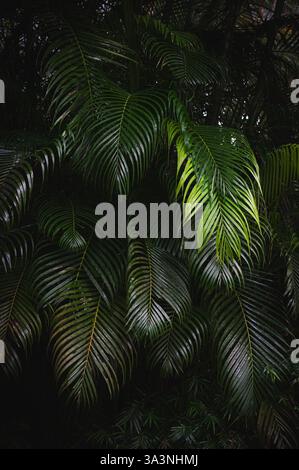 Cadre rempli de grandes feuilles de palmier vertes dans la forêt tropicale du Costa Rica. Banque D'Images