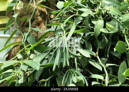 Plante de vanille avec des haricots verts frais poussant dans le jardin botanique. Vanilla planifolia. Banque D'Images