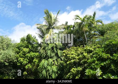 Jardin botanique tropical de palmiers à Miami Beach, Floride, États-Unis. Banque D'Images