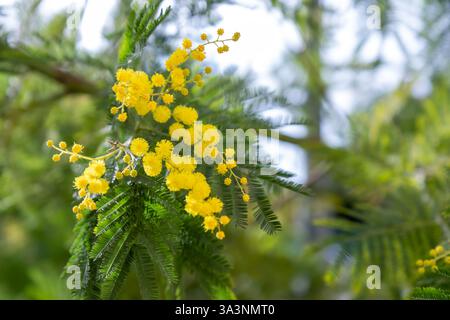 De magnifiques fleurs mimosa aux cheveux jaunes brillants en gros plan. Arbre mimosa en fleurs au début des vagues de printemps sur le vent. Jour de printemps ensoleillé. Acacia dealbata. Molletonnée f Banque D'Images