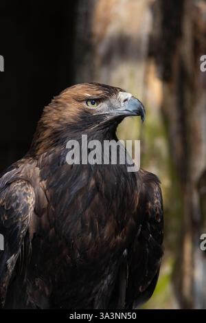 Gros oiseau aigle impérial de l'est (Aquila heliaca) gros plan portrait Banque D'Images