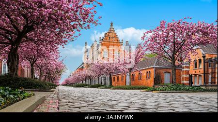 Les arbres en fleurs de cerisier roses fleurissent le long de la rue pavée à Gand, Belgique Banque D'Images
