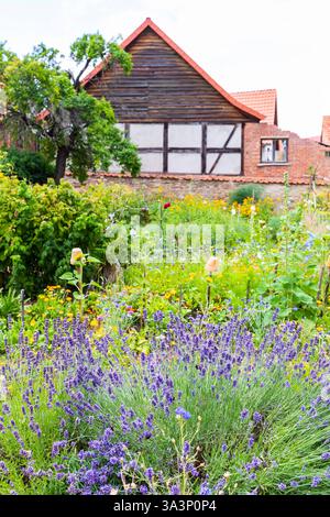 Vielfalt im Klostergarten vom Kloster Drübeck, Ilsenburg, Harz, Saxe-Anhalt, Deutschland *** diversité dans le jardin du monastère de Drübeck Banque D'Images