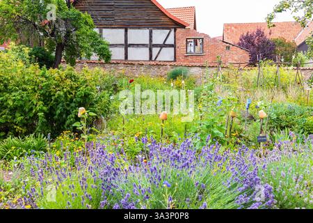 Vielfalt im Klostergarten vom Kloster Drübeck, Ilsenburg, Harz, Saxe-Anhalt, Deutschland *** diversité dans le jardin du monastère de Drübeck Banque D'Images
