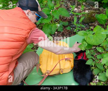 Voyageur en équipement de randonnée décontracté interagissant avec le chat noir sur le voyage nature le chat, portant un harnais, repose sur le tapis parmi le feuillage vert. Animaux de compagnie en plein air Banque D'Images