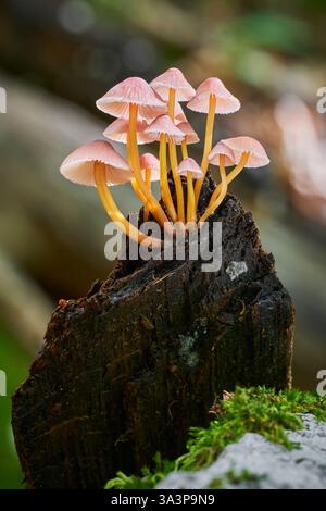 Scène d'automne avec un groupe de champignons d'Europe centrale, Slovaquie. Banque D'Images