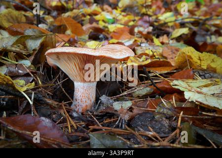 Champignon très savoureux d'Europe centrale. Le lait d'orange coule du champignon. Banque D'Images