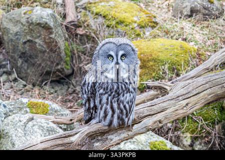 Le grand hibou gris (Strix nebulosa) est un vrai hibou, et est la plus grande espèce de hibou au monde par sa longueur. Banque D'Images