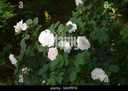 Un groupe de roses blanches avec des feuilles vertes, situé dans un environnement de jardin extérieur. Les fleurs sont à différents stades de floraison, et la lumière du soleil highlig Banque D'Images