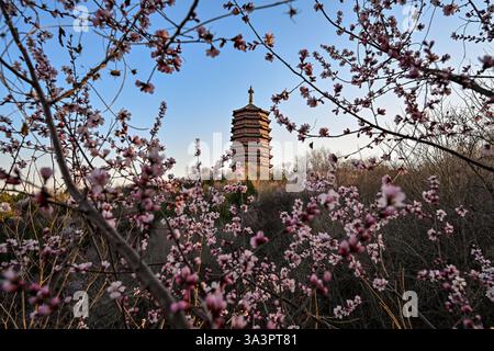 Pékin, Chine. 16 mars 2025. Cette photo prise le 16 mars 2025 montre des fleurs de pêche avec la tour Yongding en arrière-plan au Beijing Garden Expo Park à Pékin, capitale de la Chine. Crédit : Zhang Cheng/Xinhua/Alamy Live News Banque D'Images