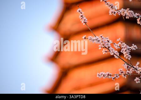 Pékin, Chine. 16 mars 2025. Cette photo prise le 16 mars 2025 montre des fleurs de pêche avec la tour Yongding en arrière-plan au Beijing Garden Expo Park à Pékin, capitale de la Chine. Crédit : Zhang Cheng/Xinhua/Alamy Live News Banque D'Images