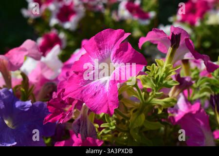 Un lit de fleurs vibrant rempli de différentes couleurs de pétunias. Les fleurs sont principalement dans les tons de blanc, violet, rose et rouge. Les pétunias sont lus Banque D'Images