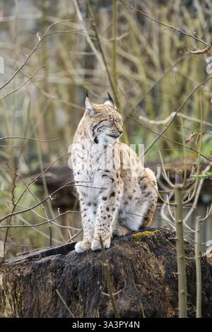 Lynx eurasien (Lynx lynx), dans une forêt, captive, Bavière, Allemagne, Europe Banque D'Images
