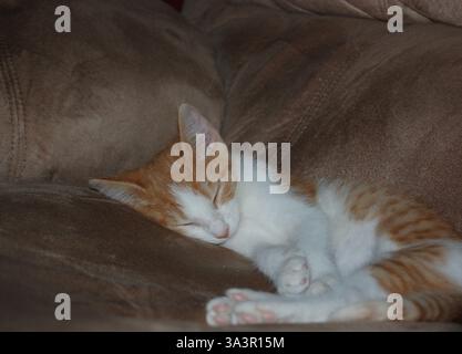 Chaton dormant dans une chaise Banque D'Images