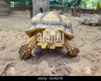 Gros plan d'une tortue marchant sur un sol sablonneux. Sa coque texturée se distingue par des motifs complexes, avec une peau rugueuse et écailleuse sur ses jambes. Banque D'Images