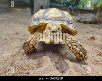 Gros plan d'une tortue marchant sur un sol sablonneux. Sa coque texturée se distingue par des motifs complexes, avec une peau rugueuse et écailleuse sur ses jambes. Banque D'Images