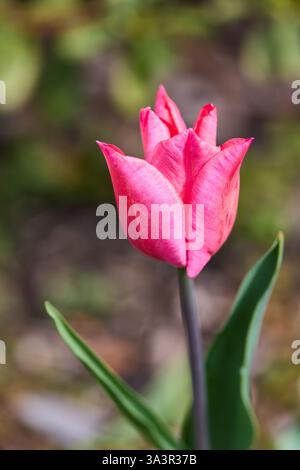 Tulipes dans le jardin Banque D'Images
