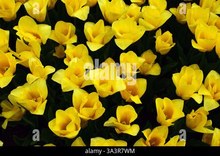 Un champ densément peuplé de tulipes jaunes, le tout fleurissant en harmonie. Les fleurs se distinguent par leur couleur vibrante et sont entourées de vert foncé Banque D'Images
