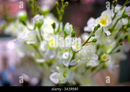 Fleur décorative croissante Freesia Alba. Entretien des plantes décoratives Banque D'Images